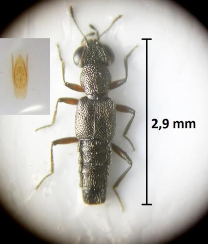 Stenus europaeus